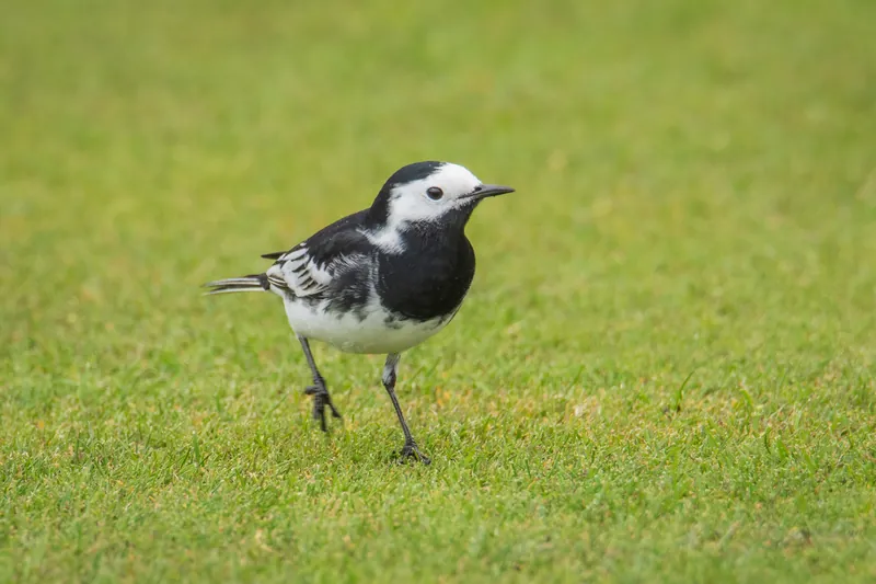 Wagtail, bowling green, Penzance. 2020.
